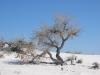 PICTURES/Roswell & White Sands/t_Big Dune - Tree1.JPG